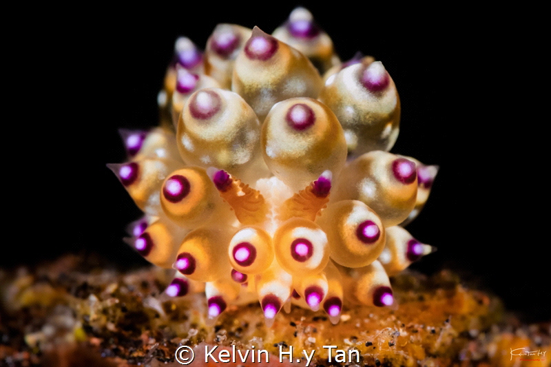 Janolus sp.7 by Kelvin H.y Tan 