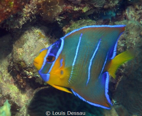 Juvenile Queen Angelfish by Louis Dessau 