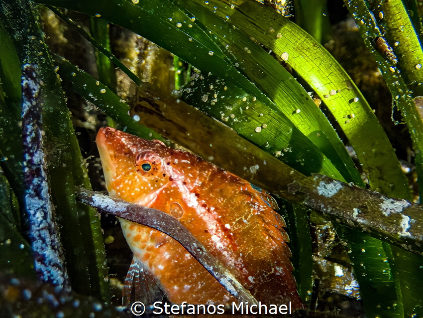 Wrasse - Pteragogus trispilus by Stefanos Michael 