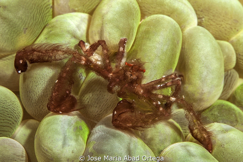 Orang-utang crab (Achaeus japonicus) by Jose Maria Abad Ortega 