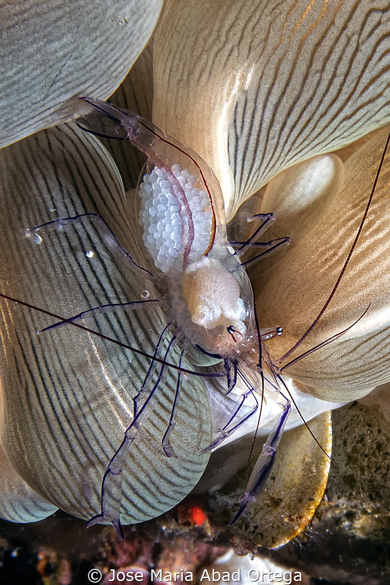 Vir philippinensis with eggs on bubble coral by Jose Maria Abad Ortega 