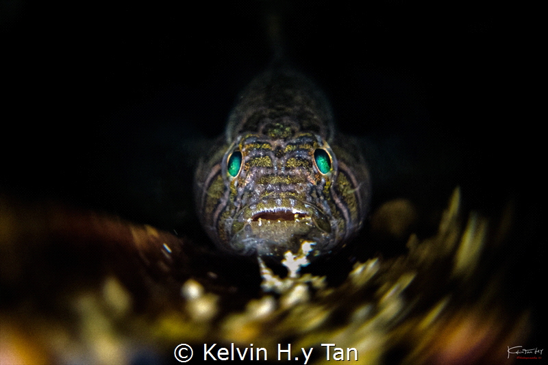 A diff colour Tiger goby by Kelvin H.y Tan 