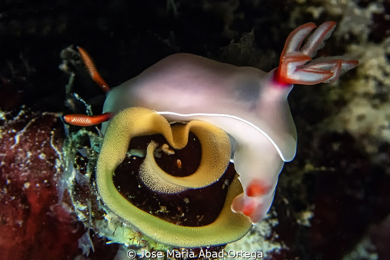 Hypselodoris bullockii with egss
 by Jose Maria Abad Ortega 