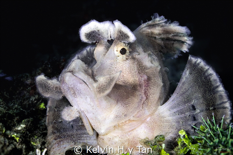 White paddle flap rhinopias by Kelvin H.y Tan 