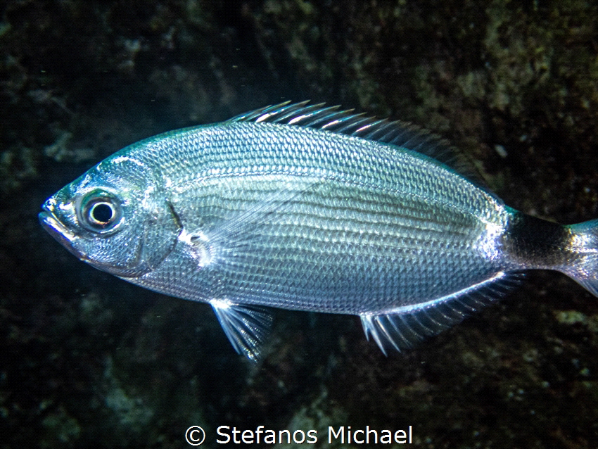 Saddled Seabream - Oblada melanura by Stefanos Michael 