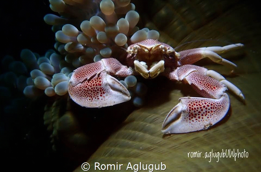 Porcelain Crab on a sea anemone by Romir Aglugub 