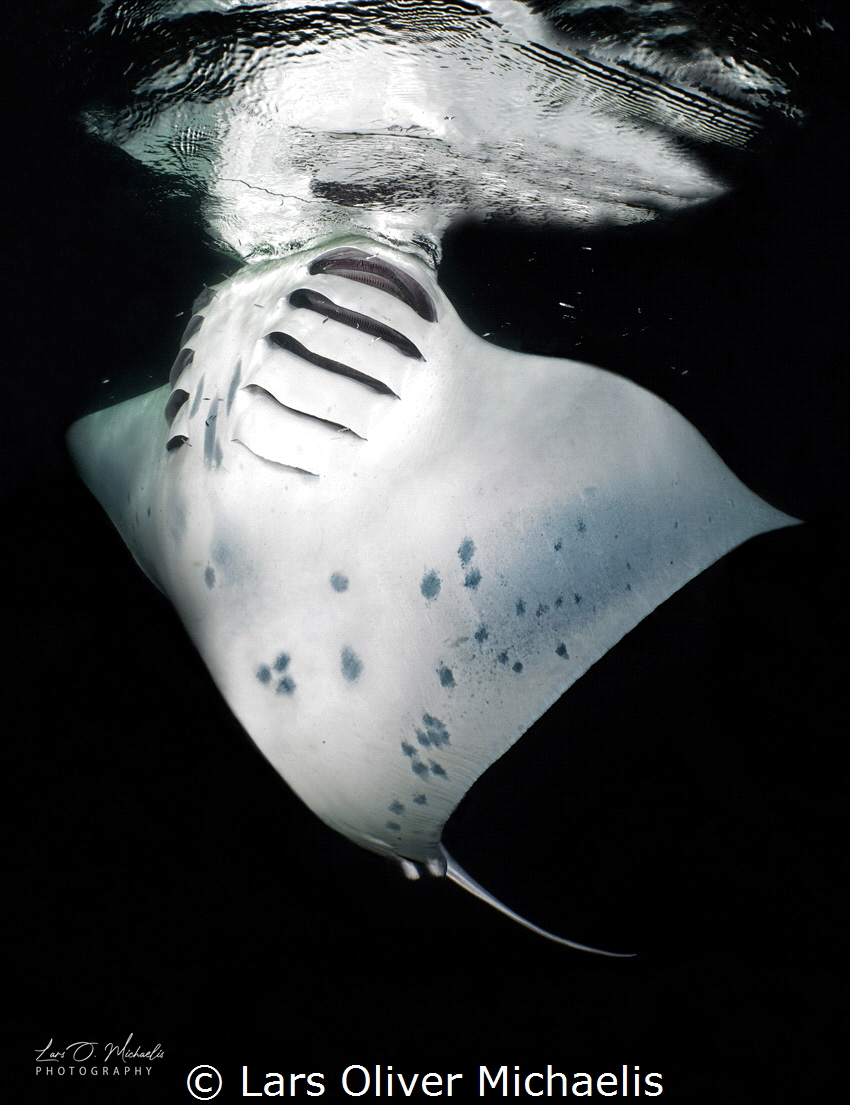 Manta @ night by Lars Oliver Michaelis 