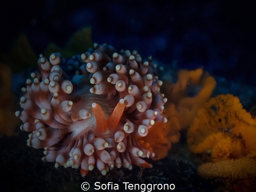 Phestilla melanobrachia with eggs by Sofia Tenggrono 
