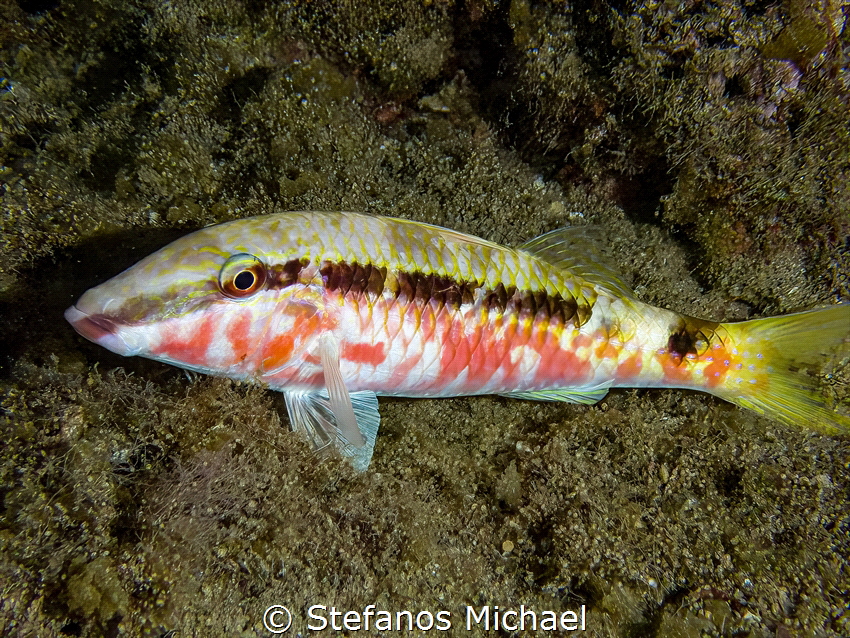 Red Sea Goatfish - Parupeneus forsskali by Stefanos Michael 
