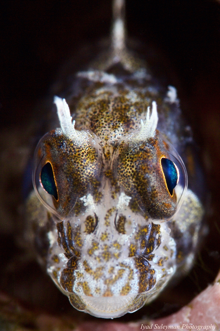 Blenny Portrait by Iyad Suleyman 