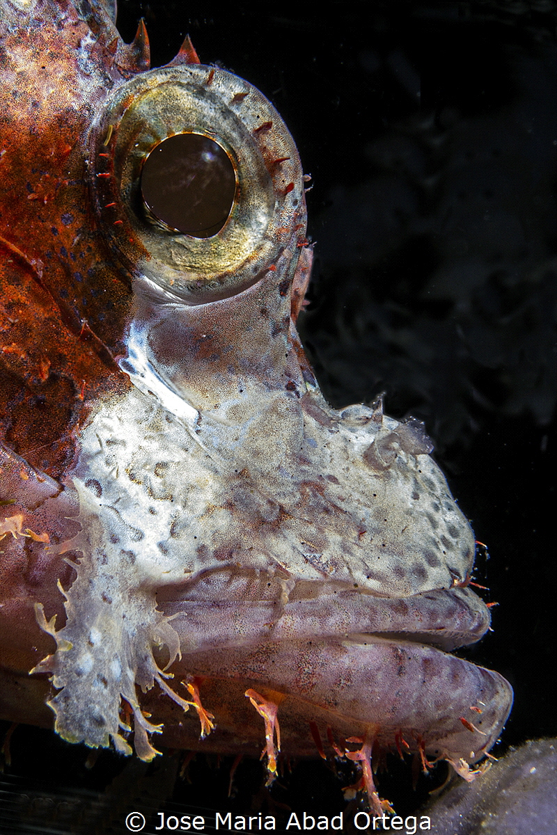 Scorpion fish face detail by Jose Maria Abad Ortega 