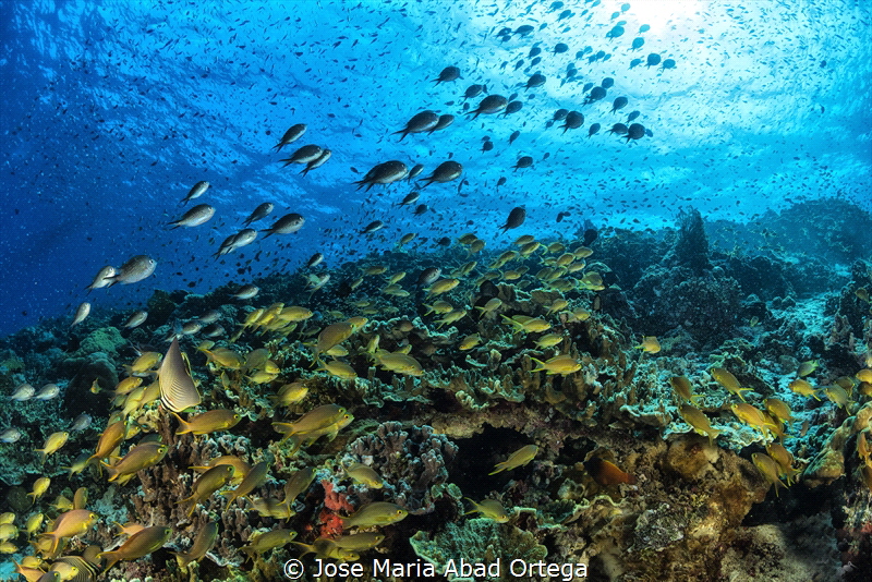 Life in Pescador Island by Jose Maria Abad Ortega 