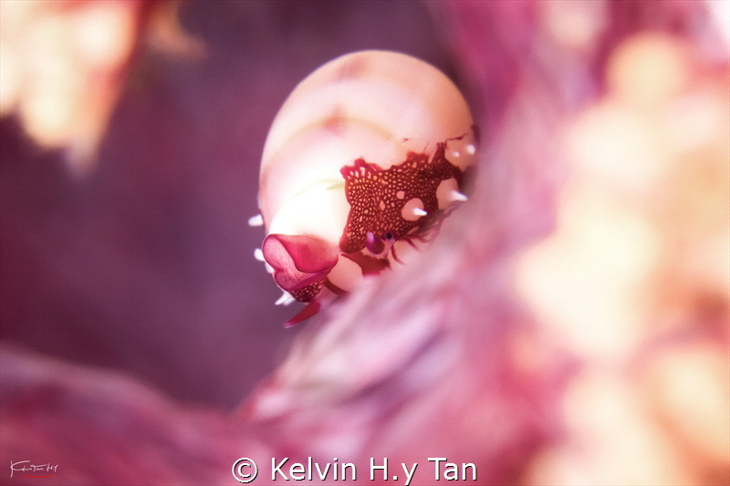 Cowrie by Kelvin H.y Tan 