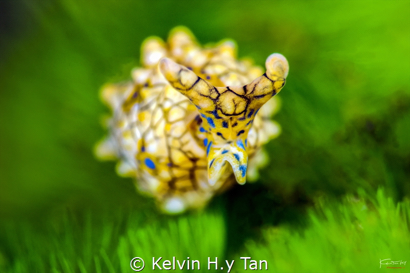 Oxynoe sp.1 by Kelvin H.y Tan 