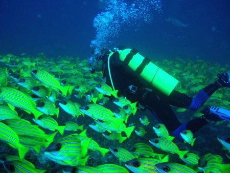 Diver & Snapper 
Taken on Olympus mju600 PTO29 Housing.
... by Keith Mason 