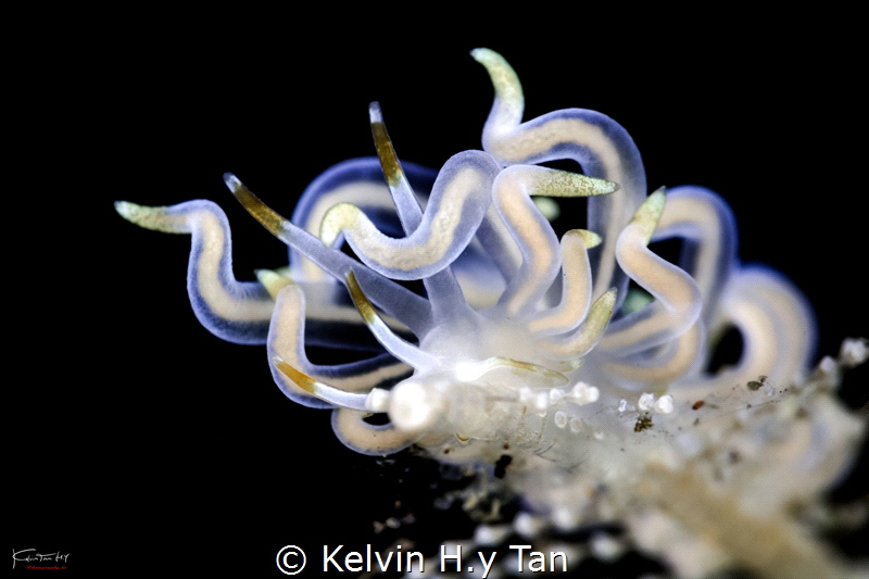 Phyllodesmium sp.9 by Kelvin H.y Tan 