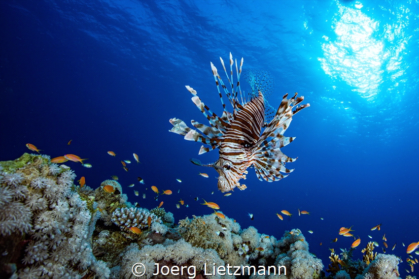 A wonderful dive in the morning when the sun came out and... by Joerg Lietzmann 