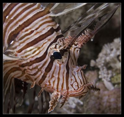 Pterois volitans - Brothers Island - canon 60 mm Macro by Luca Bertoglio 