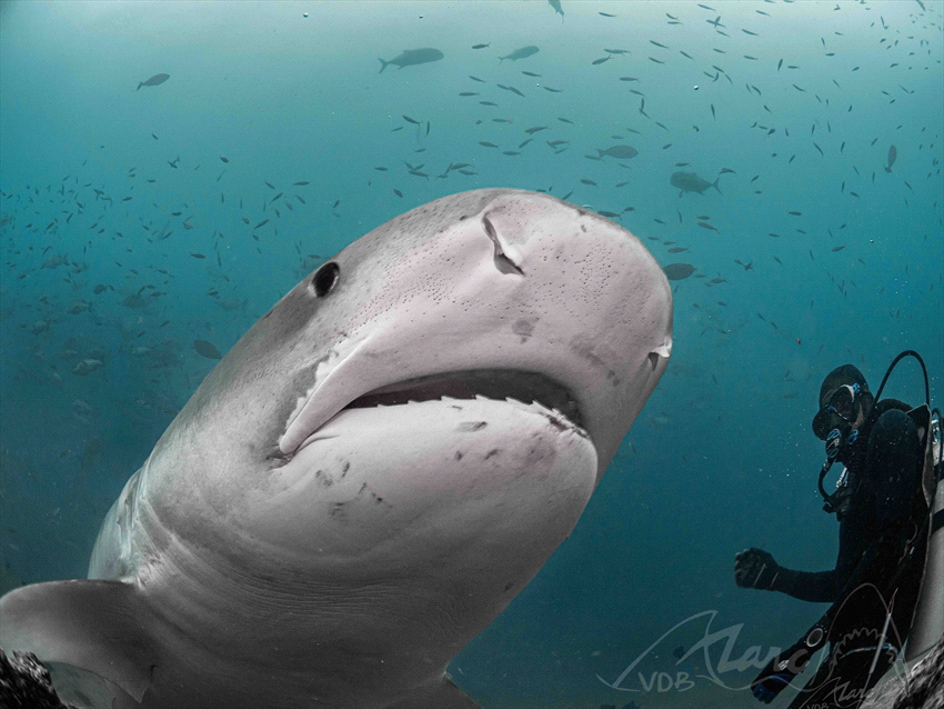 surrounded by twelve tiger sharks by Marc Van Den Broeck 