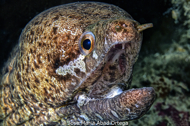Barredfin Moray Eel
Gymnothorax zonipectis by Jose Maria Abad Ortega 