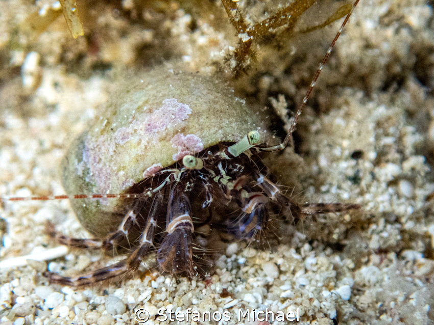 Pagurus anachoretus by Stefanos Michael 