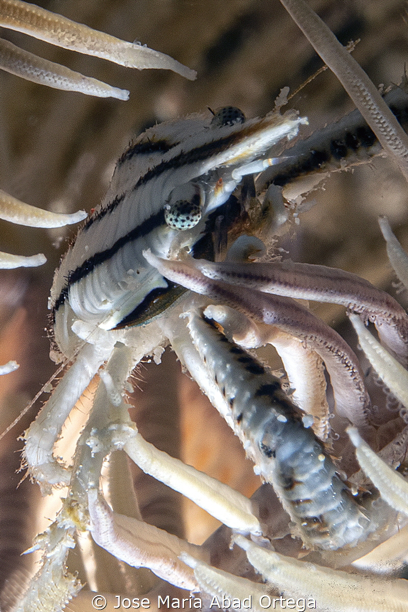 Allogalathea elegans (known as the feather star squat lob... by Jose Maria Abad Ortega 