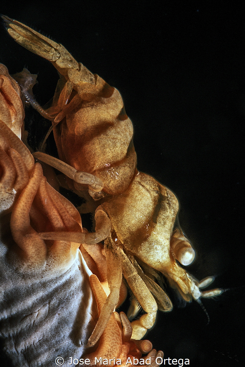 Pontonides unciger on wire coral by Jose Maria Abad Ortega 