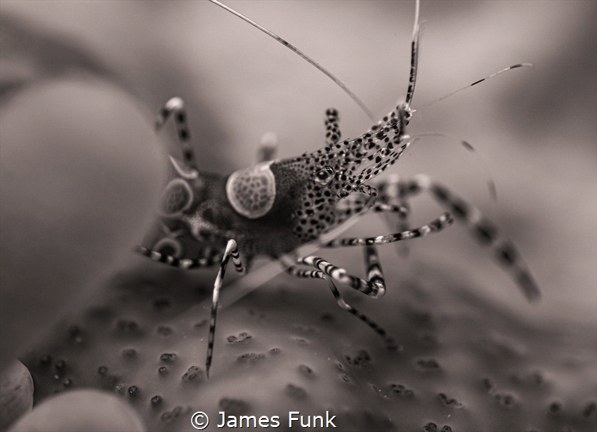 Close-up of a Spotted Cleaner Shrimp at rest... by James Funk 