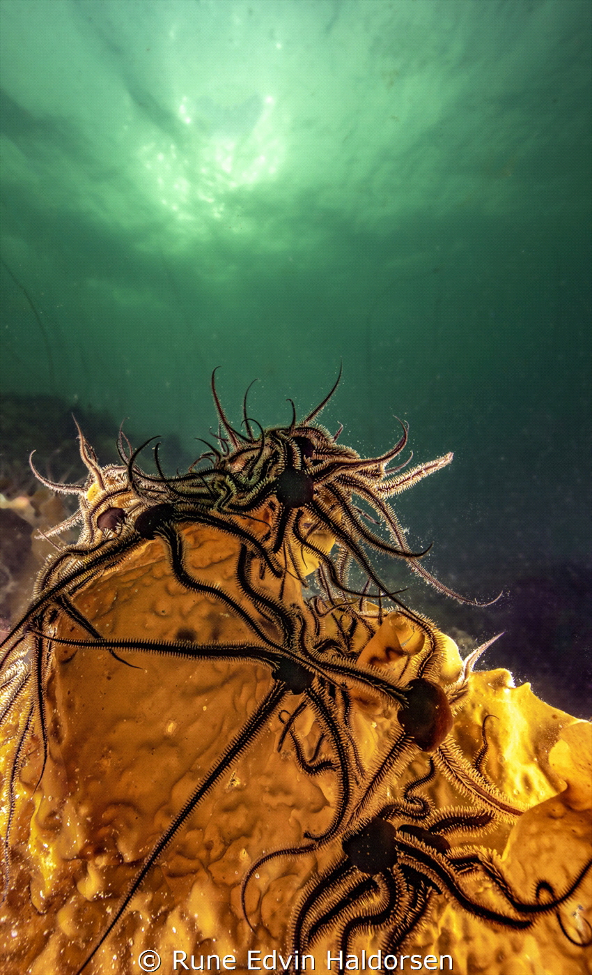Brittle stars. by Rune Edvin Haldorsen 