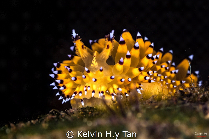 Yellow janolus by Kelvin H.y Tan 