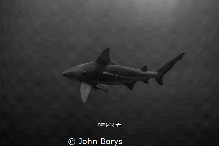 Bull shark glides through the shadows. by John Borys 