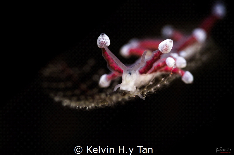 Santa’s pet nudi (Merry X’mas everyone) by Kelvin H.y Tan 