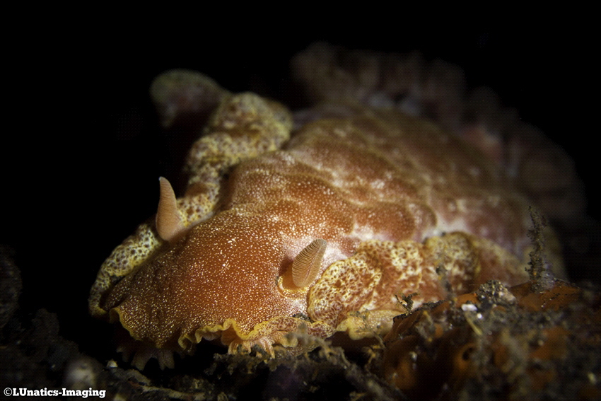 Spanish dancer "hexabranchus sanguineus" by Luca Keller 