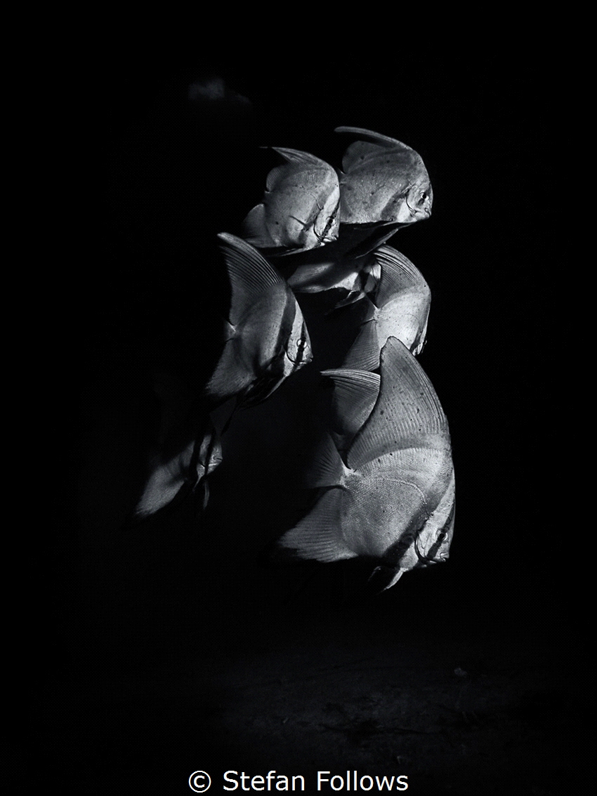 Living in cages tall and cold

Pinnate Batfish - Platax... by Stefan Follows 