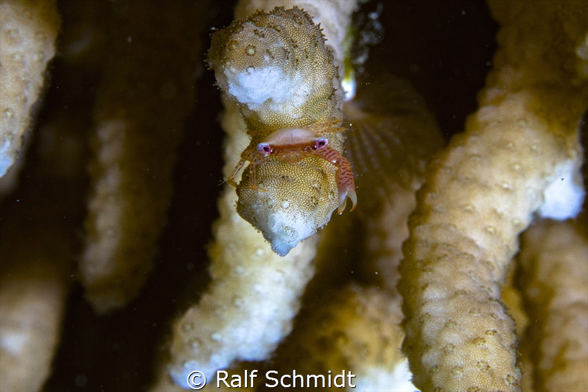 Canon 5 D IV, 105mm Sigma, f13 1/200, Red Sea.... by Ralf Schmidt 
