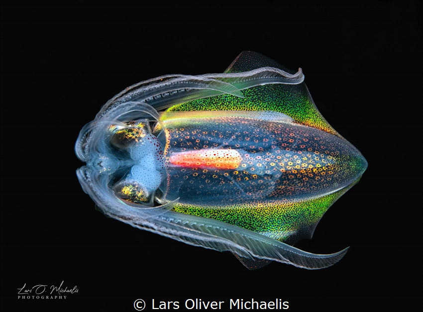diamondback (Thysanoteuthis rhombus)
BWD Anilao, Philipp... by Lars Oliver Michaelis 