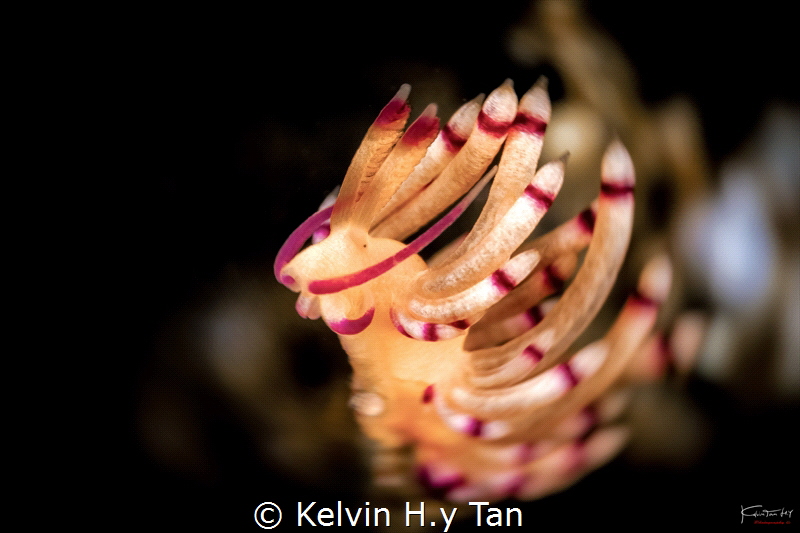 Flabellina sp.3 by Kelvin H.y Tan 