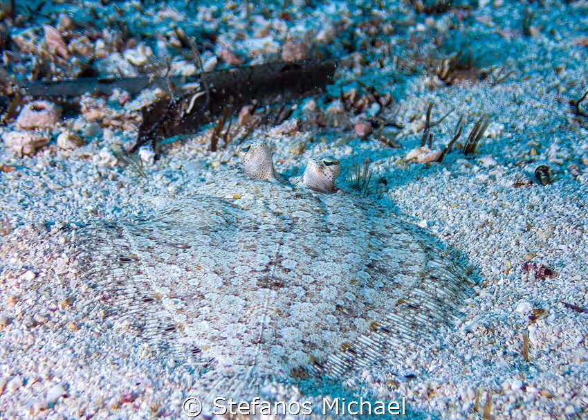 Wide-eyed Flounder - Bothus podas by Stefanos Michael 