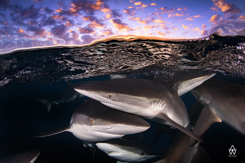 "Tricky Trio" by Allen Walker 