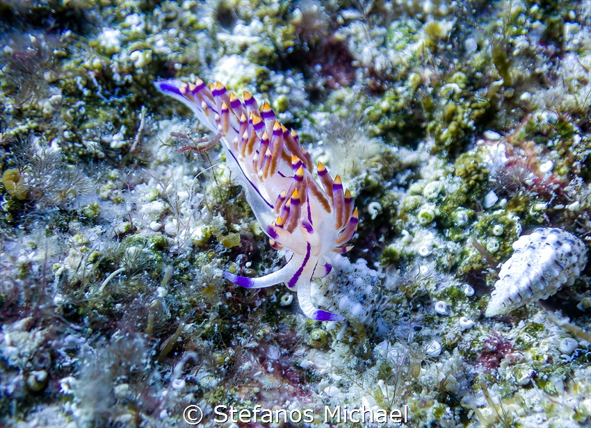 Red-lined flabellina - Coryphellina rubrolineata by Stefanos Michael 