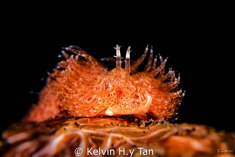 Noumeaella sp.5 by Kelvin H.y Tan 