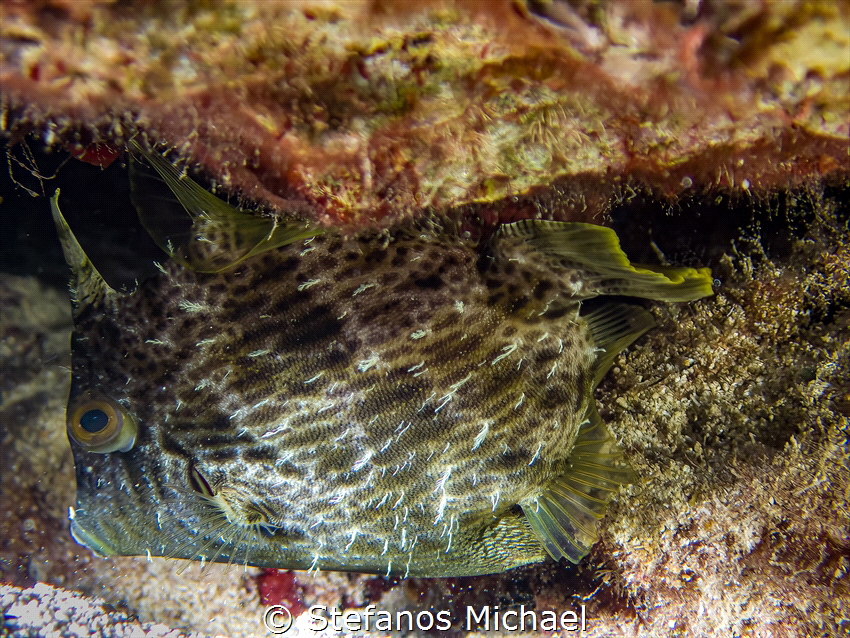 Reticulated Filefish - Stephanolepis diaspros by Stefanos Michael 