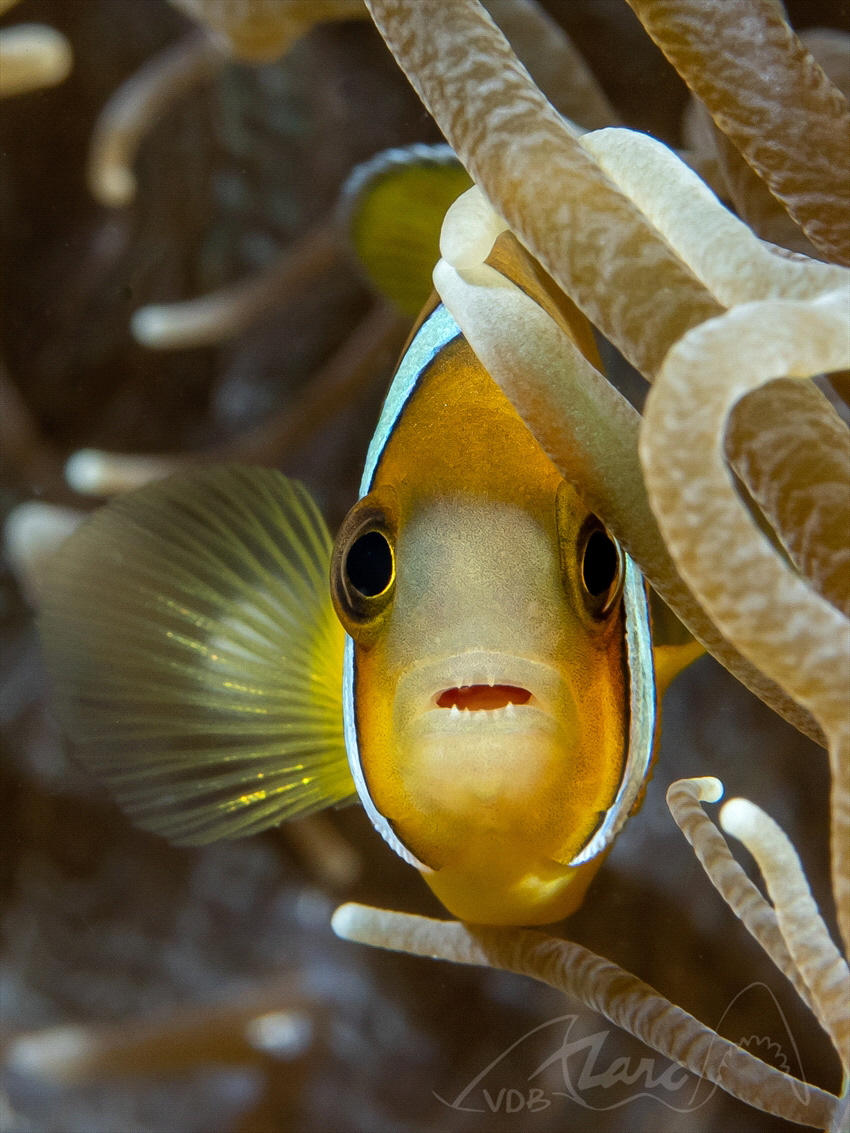 hi clown by Marc Van Den Broeck 