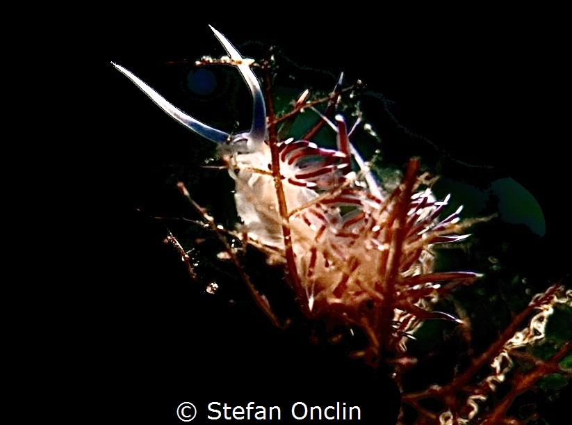 Fish having his lunch by Stefan Onclin 