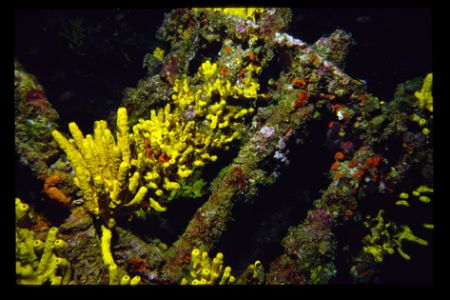 a part of a wreck in the adriatic.(francesca di rimini)ni... by Andy Kutsch 