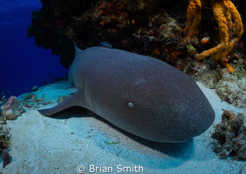 Nursehark hiding from the current, Cozumel. by Brian Smith 