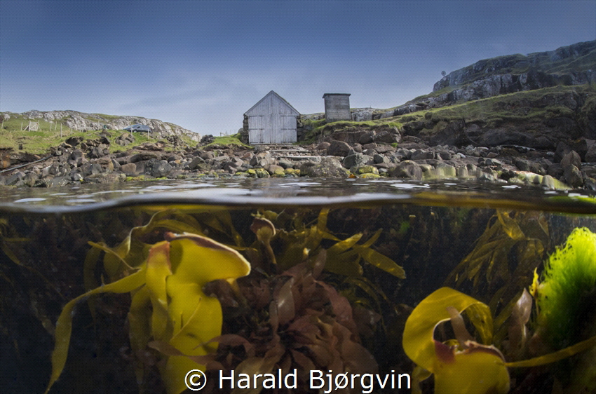 The photo is taken just before the end of the dive, in An... by Harald Bjørgvin 