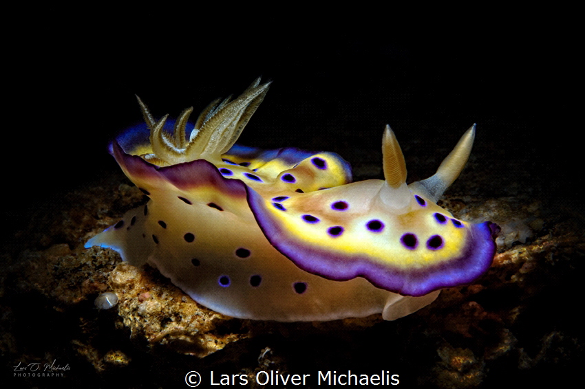 Chromodoris kuniei,
Anilao, Philippines by Lars Oliver Michaelis 