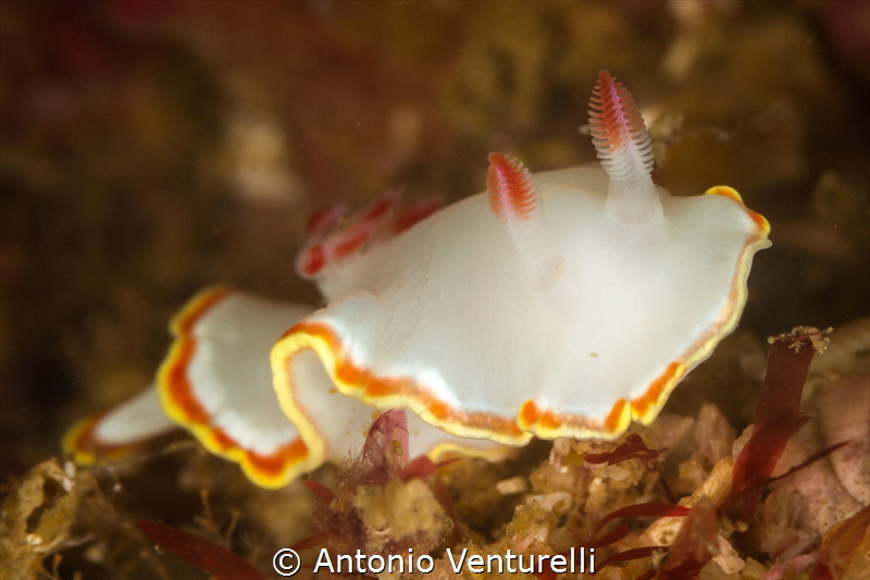 Diosas de puntas rojas_Puerto Vallarta_2021
(Canon100mm,... by Antonio Venturelli 