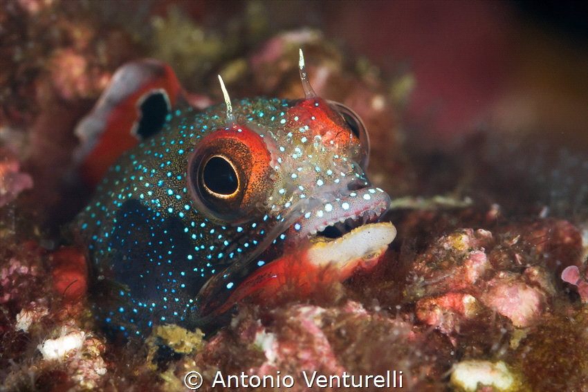 Tube blenny close up_El Morro_Puerto Vallarta_2021
(Cano... by Antonio Venturelli 